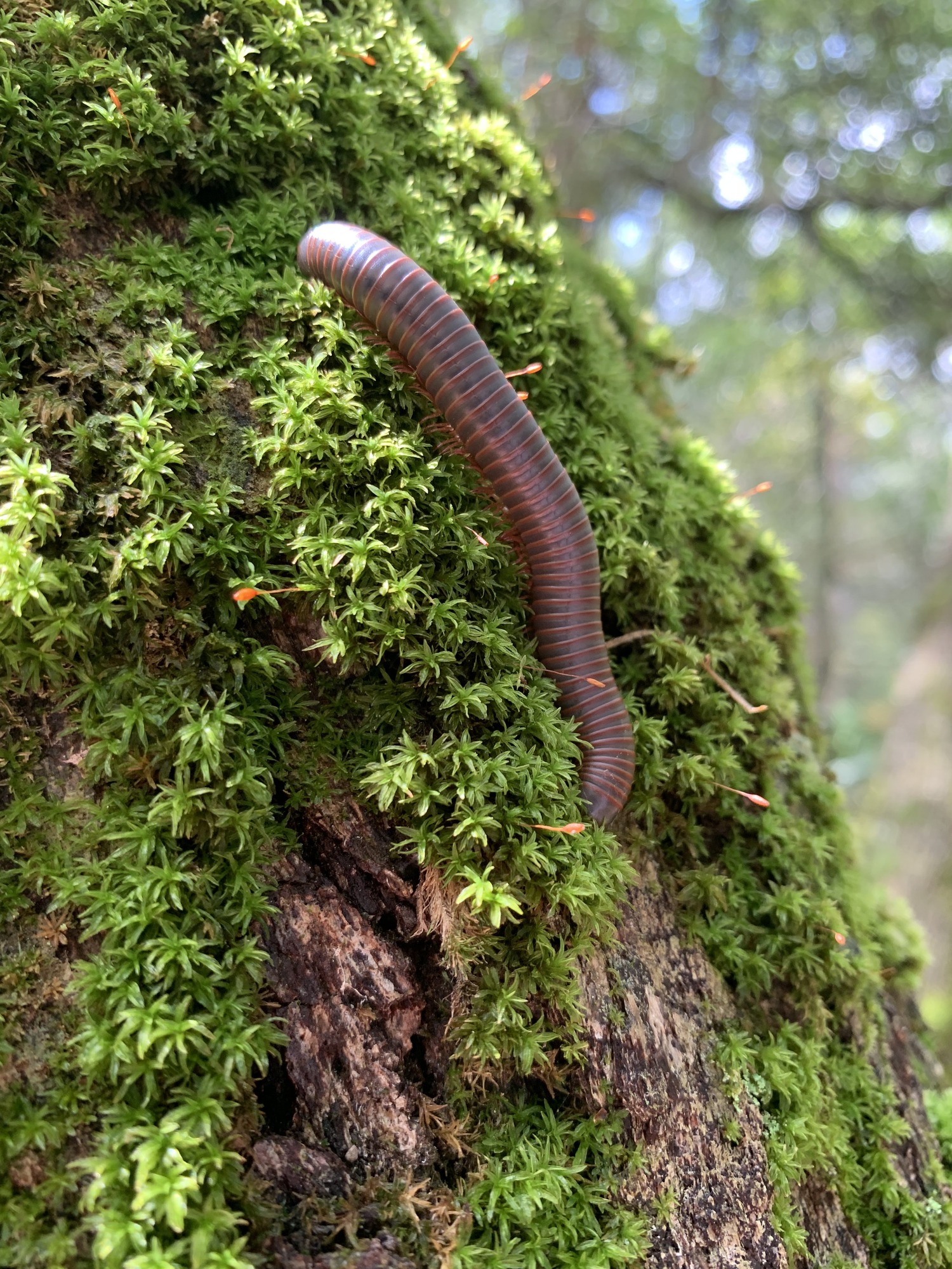 red-brown millipede on bright green moss covered tree