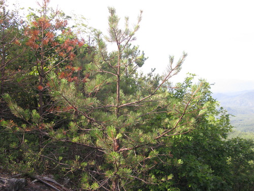 GRSM Accuracy Assessment. Plot Code: GRSM_AA_0085_4