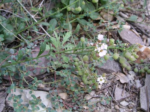Lesquerella purpurea. Big Bend National Park, Burro Mesa Pouroff, bottom. March 2004