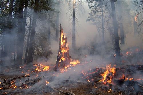 Sunset prescribed burn in Grant Grove, Sequoia and Kings Canyon National Parks, fall 2002