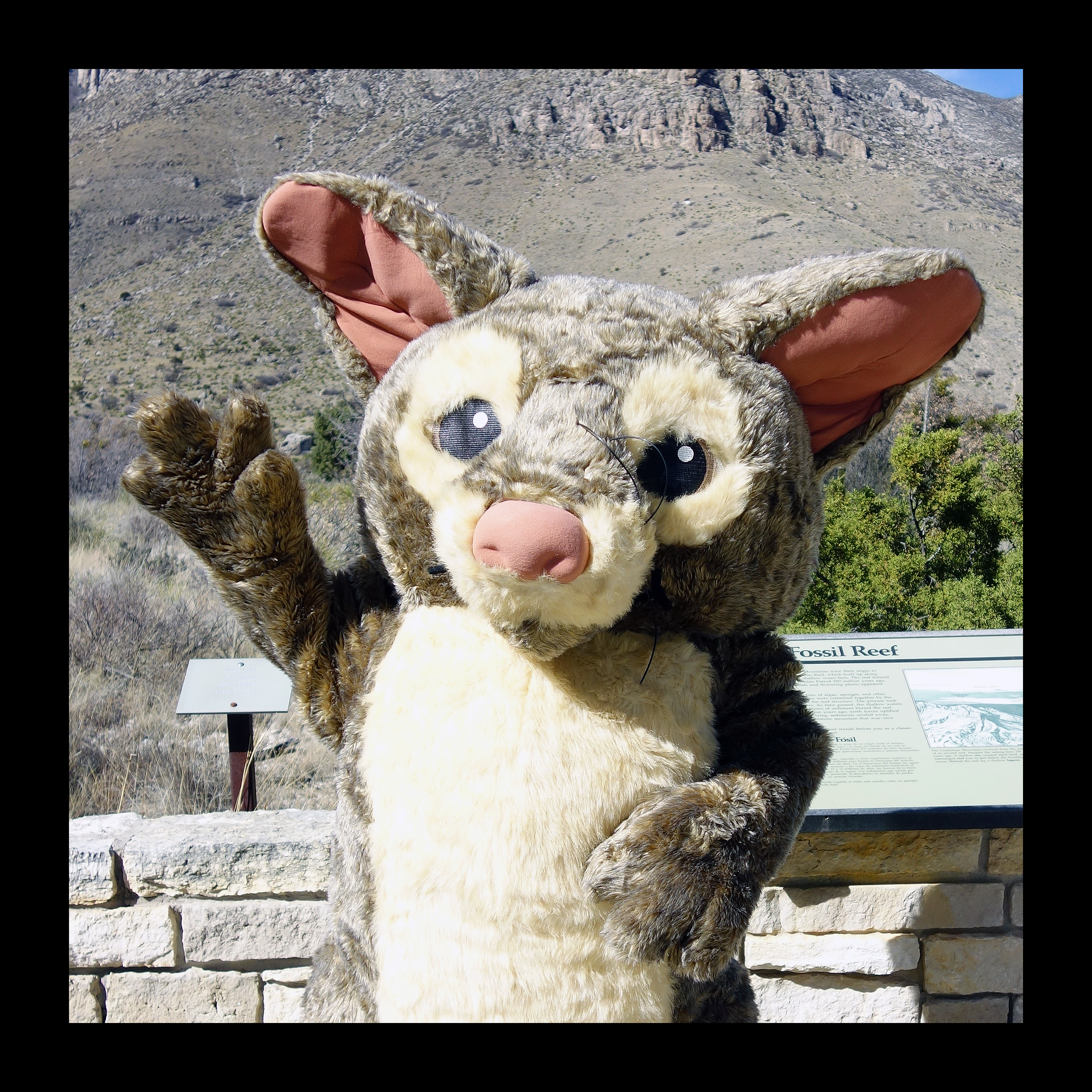 mascot costume in the form of a ringtail