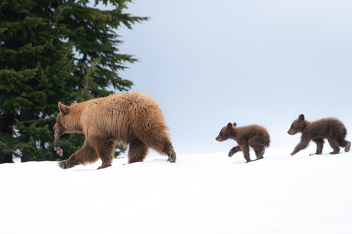 little brown Black Bear cubs follow their golden-colored mom who has mule deer meat hanging from her mouth.