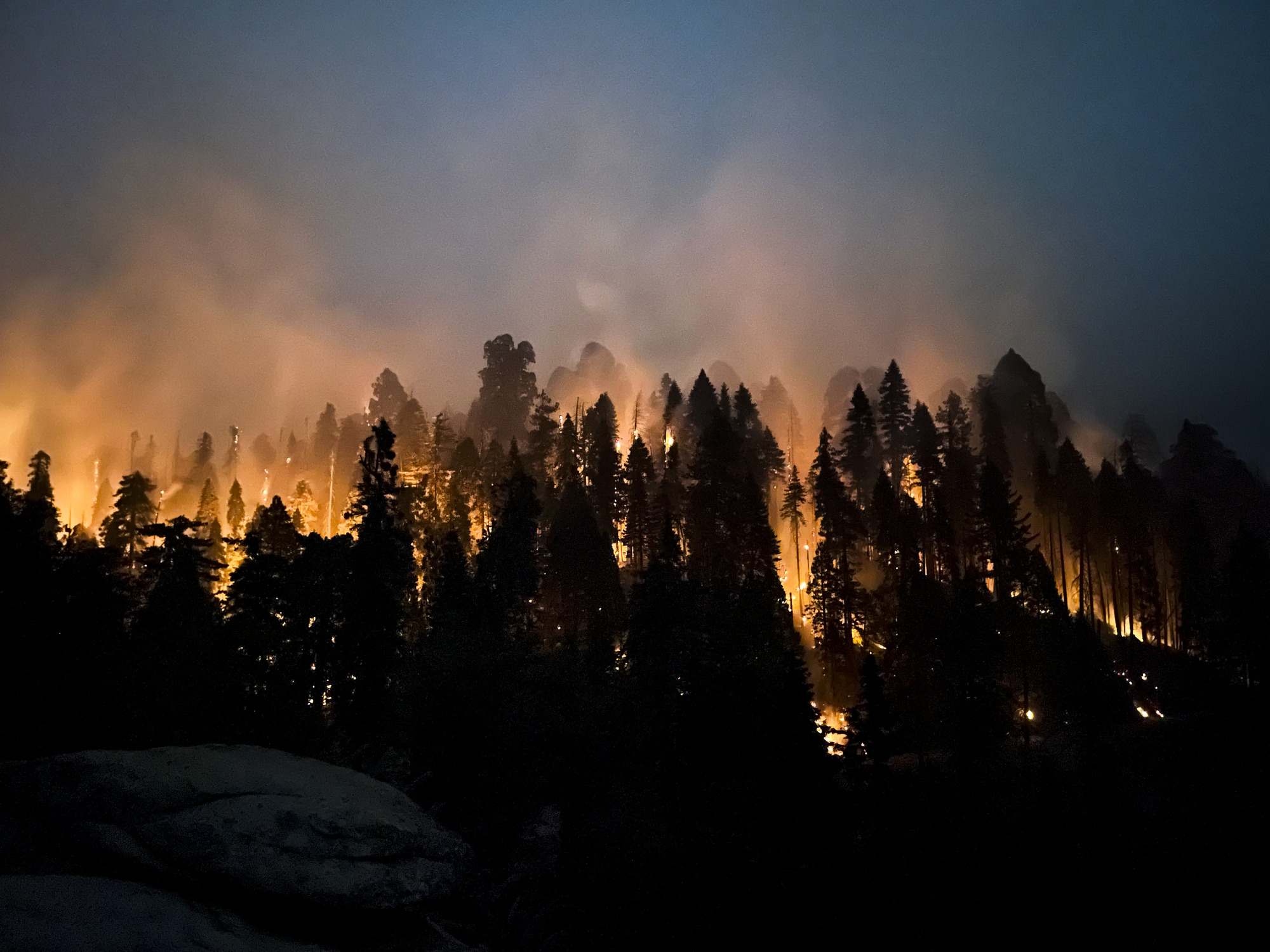 A thick forest stand is silhouetted by bright yellow flames under an evening sky. 