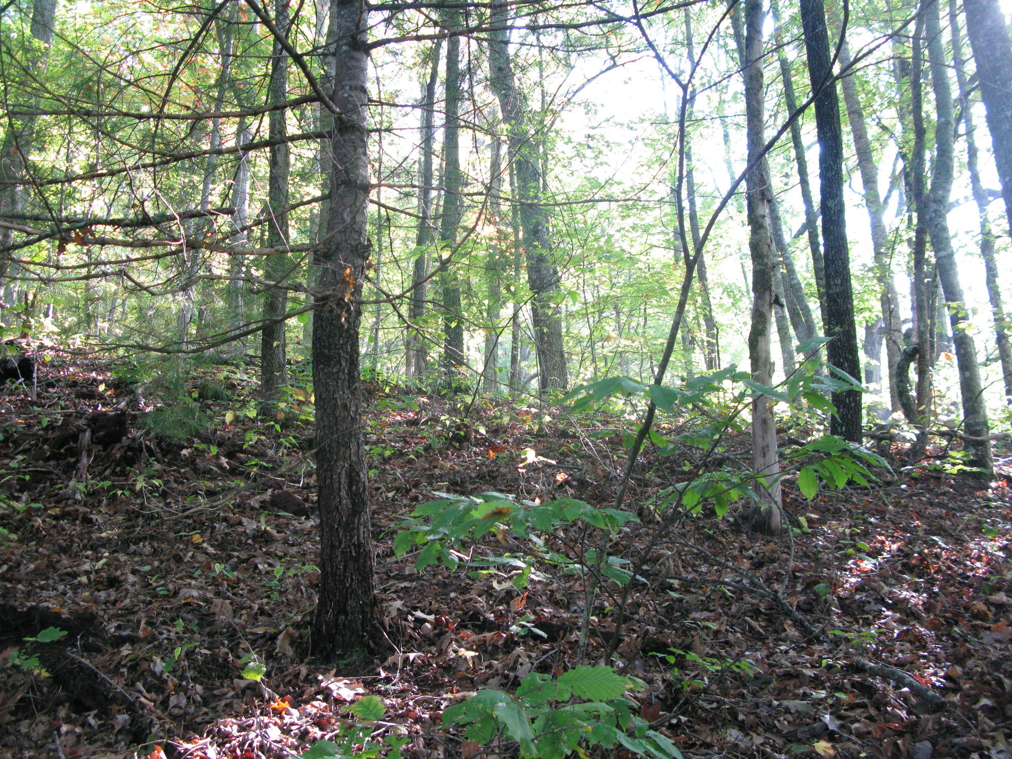 GRSM Accuracy Assessment. Plot Code: GRSM_AA_0233_3