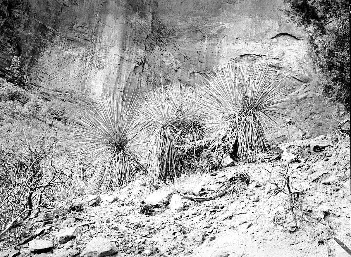 Yucca growing on slope near rock wall.