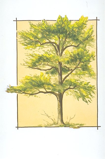a Pignut hickory tree