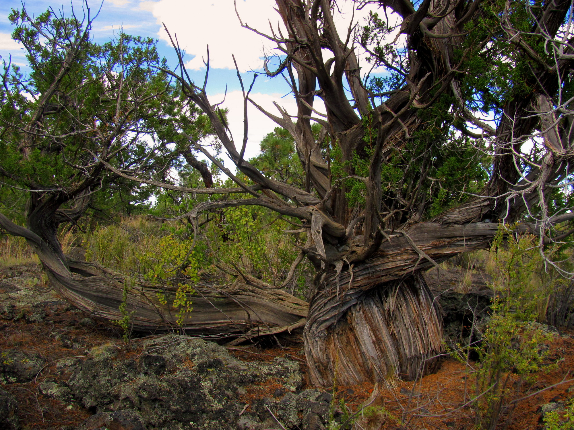 An old, twisted, and weathered  tree with empty branches surrounded by bright green shrubs.