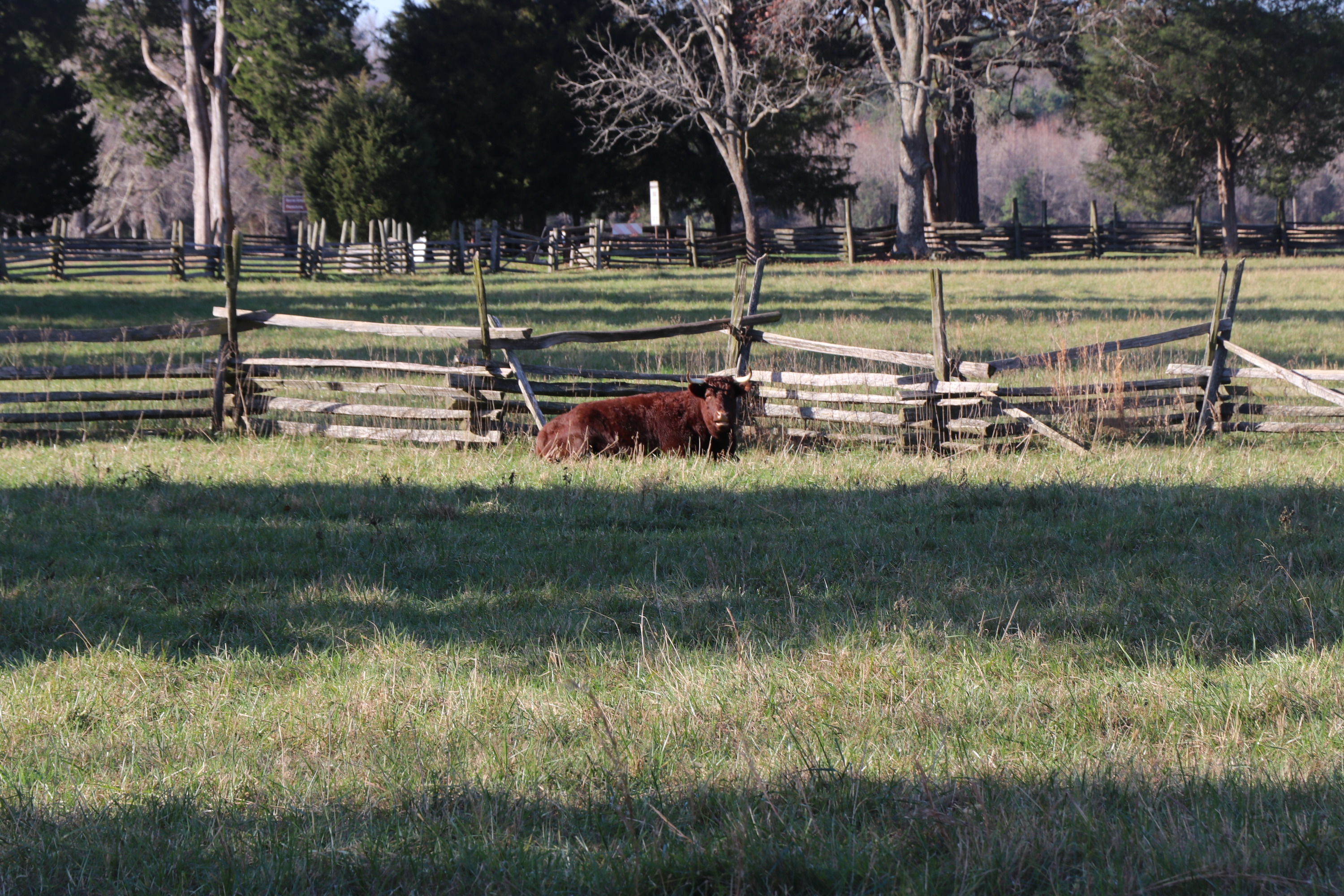 Devon cow, red with two horns, laying in pasture next to fence