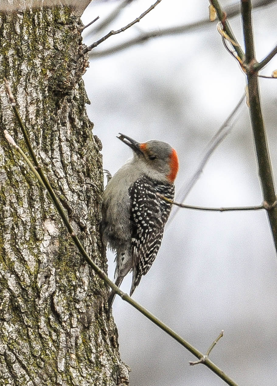 Red-bellied woodpecker
