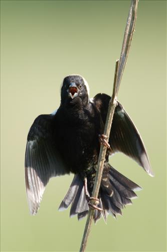 Bobolink in Cuyahoga Valley National Park