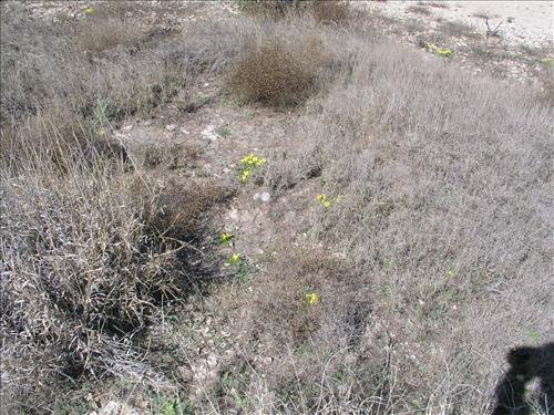 Selenia dissecta. Big Bend National Park, Dog Flat. February 2005