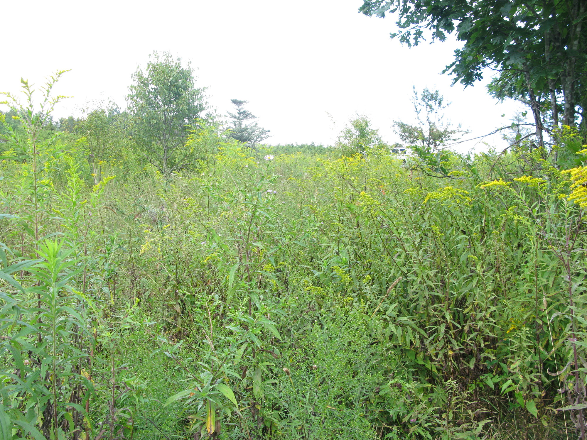 GRSM Accuracy Assessment. Plot Code: GRSM_AA_0053_2