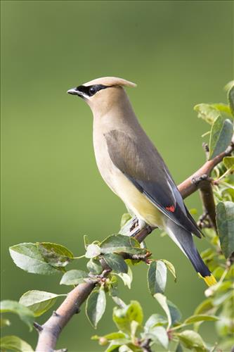 Cedar waxwing in Cuyahoga Valley National Park