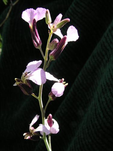 Streptanthus cutleri. Big Bend National Park, Tunnel. March 2004
