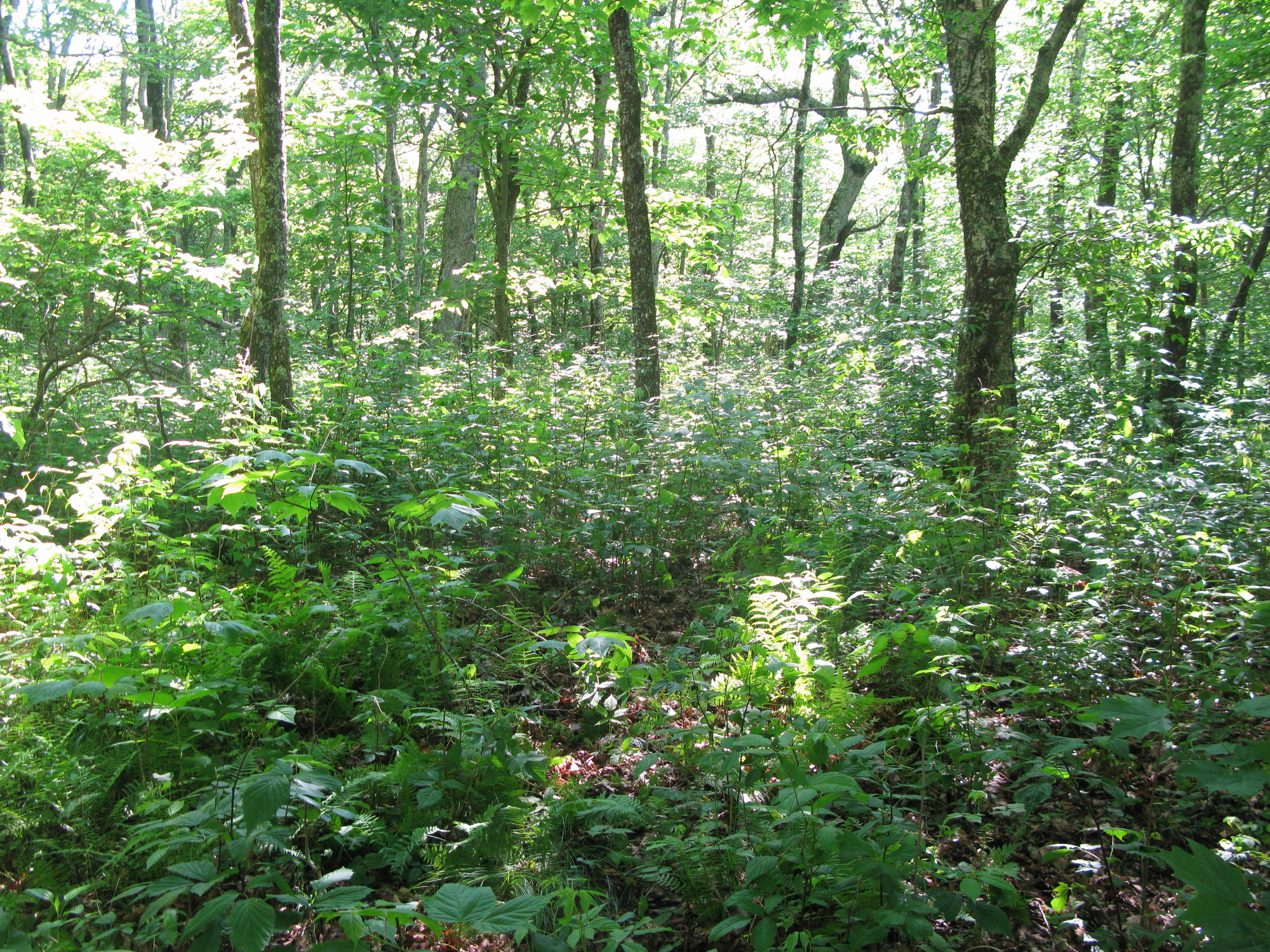 GRSM Accuracy Assessment. Plot Code: GRSM_AA_0495_3