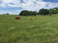 Cow and calf walking through tall, green grass. Behind them are dark, green trees and overhead a bright, blue sky with puffy clouds.