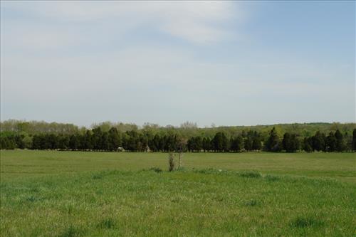 2008 treeline removal