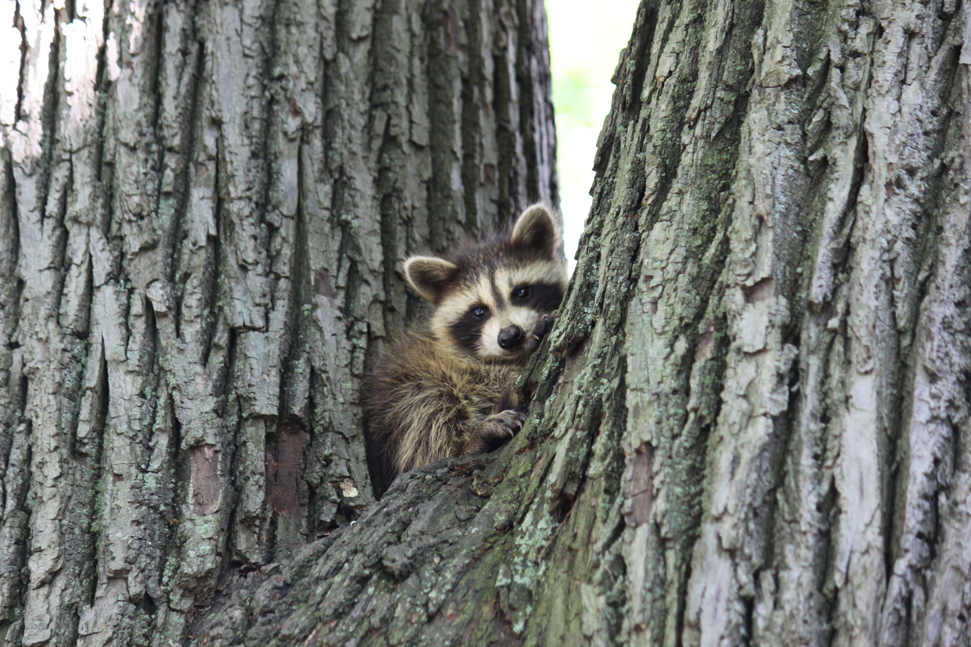 A small raccoon in a tree.