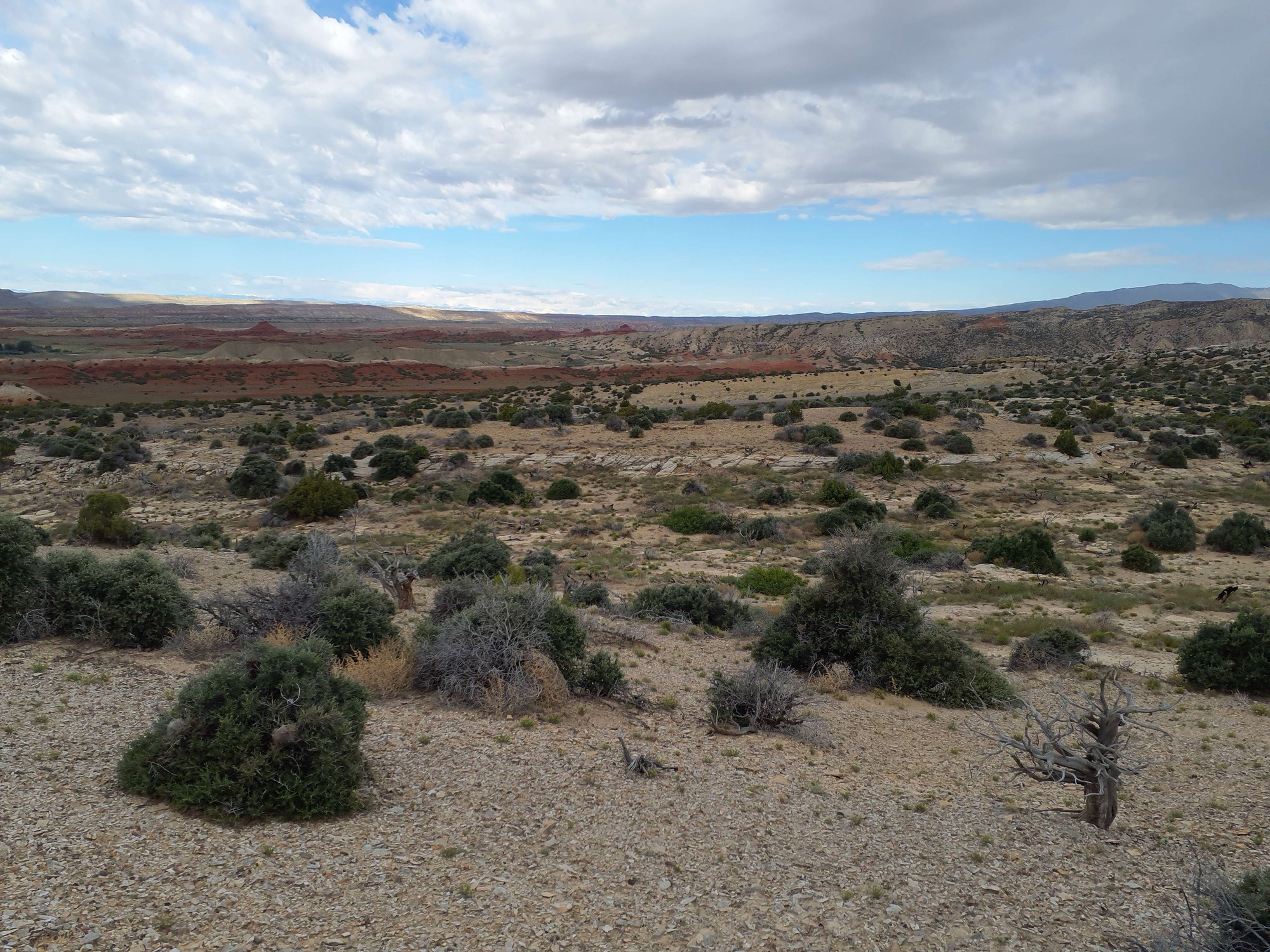 Photo of the landscape and upland vegetation in Bighorn Canyon National Recreation Area.