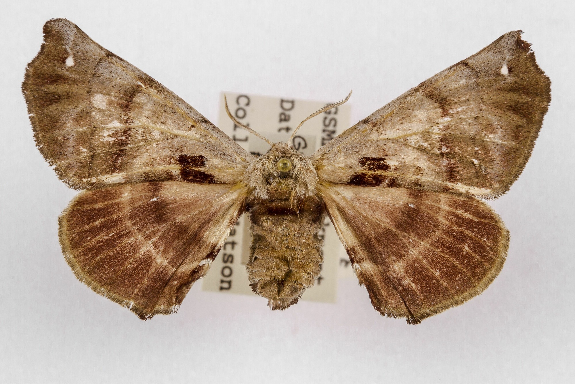 Image of Apatelodes torrefacta, a species of