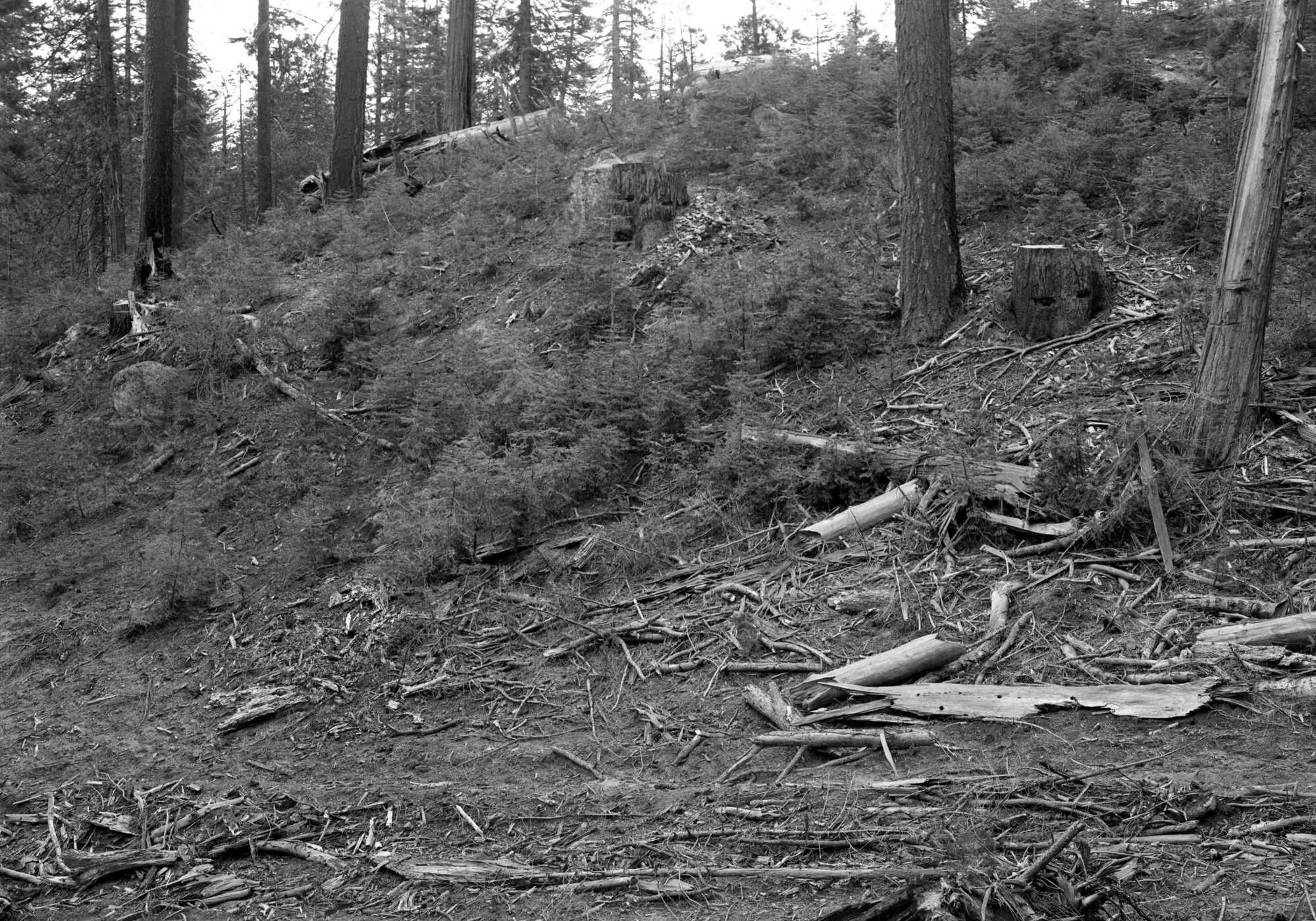 Trees cut over boundary by Yosemite Lumber Co.