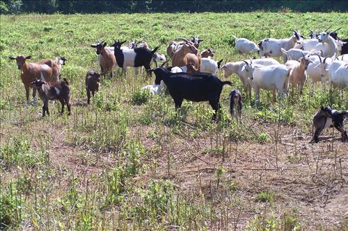 Junior Ranger, Goats and Gobblers, Children With Goats