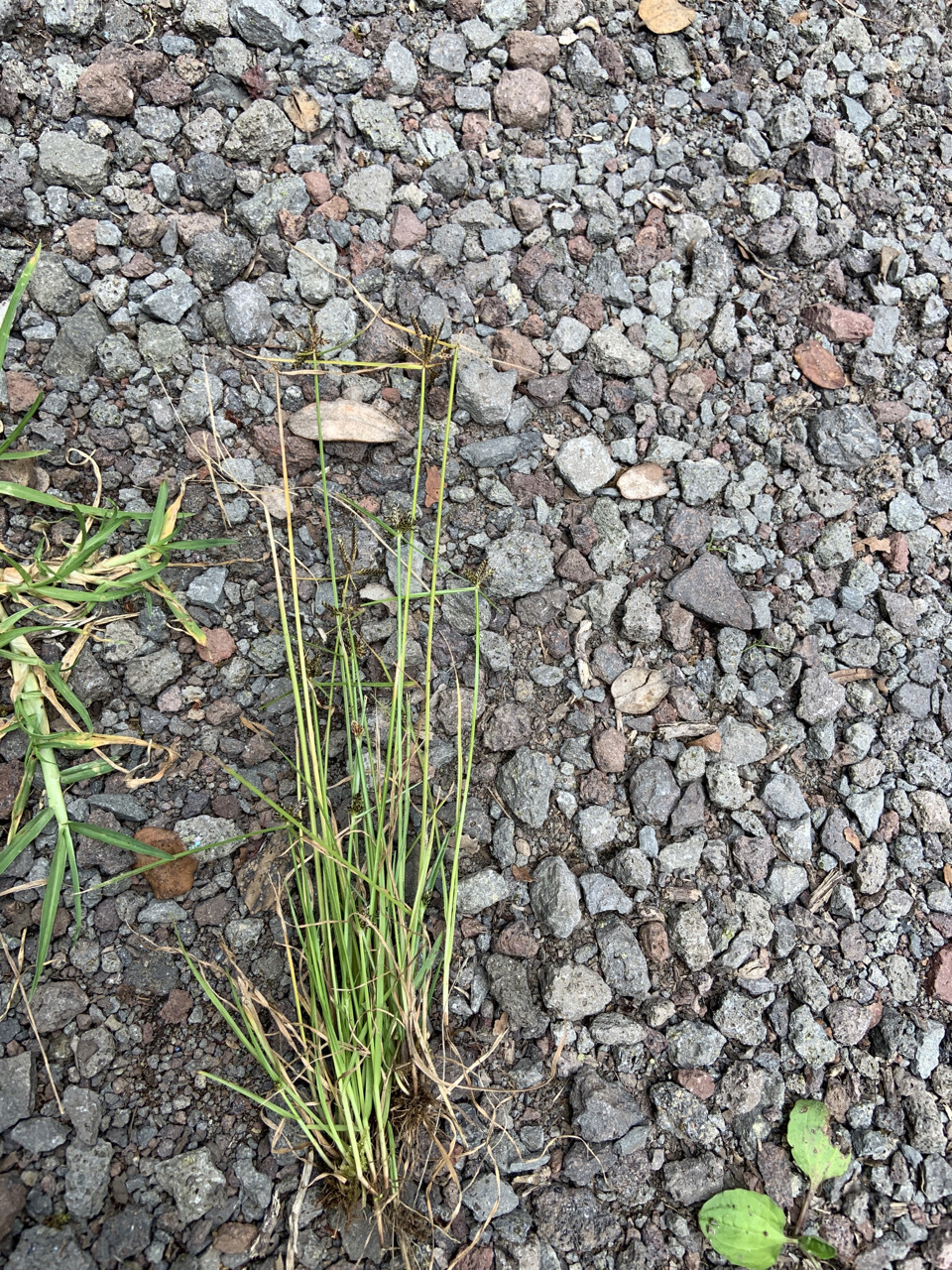 Photo of plant species Cyperus sanguinolentus