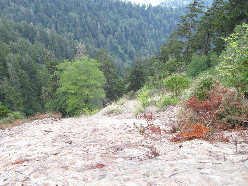 GRSM Accuracy Assessment. Plot Code: GRSM_AA_0887_4