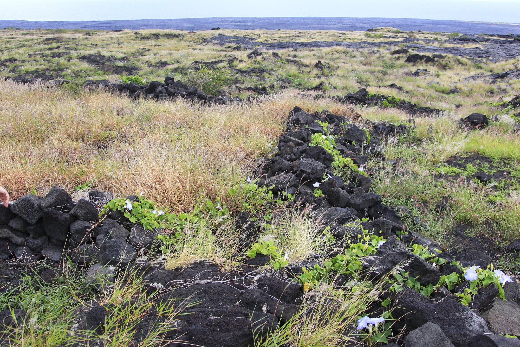 Low-lying rock walls in a grassy area