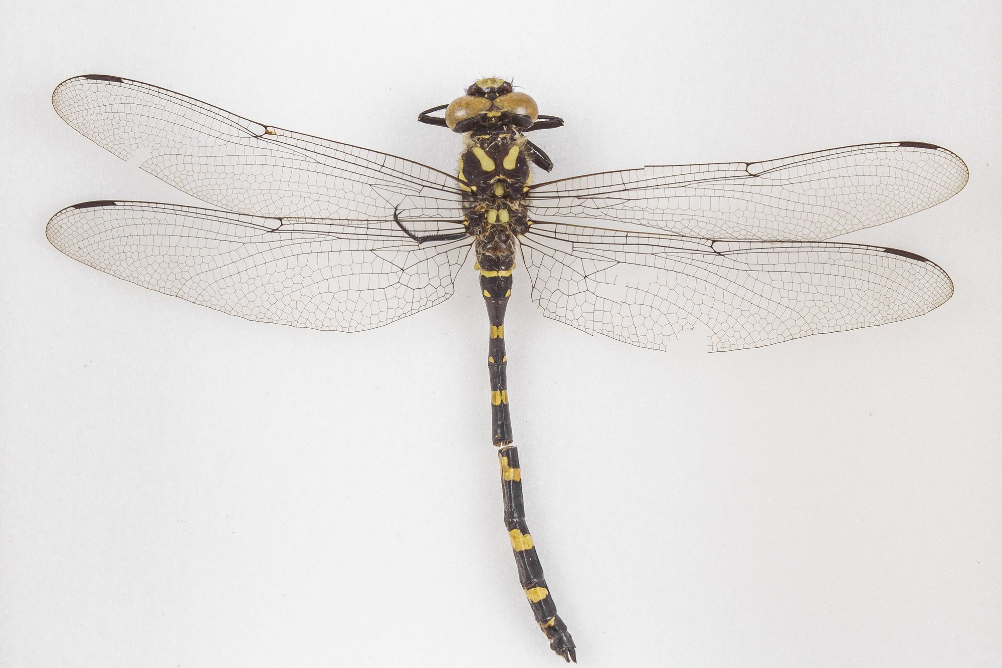 Image of Cordulegaster erronea, a species of Animalia