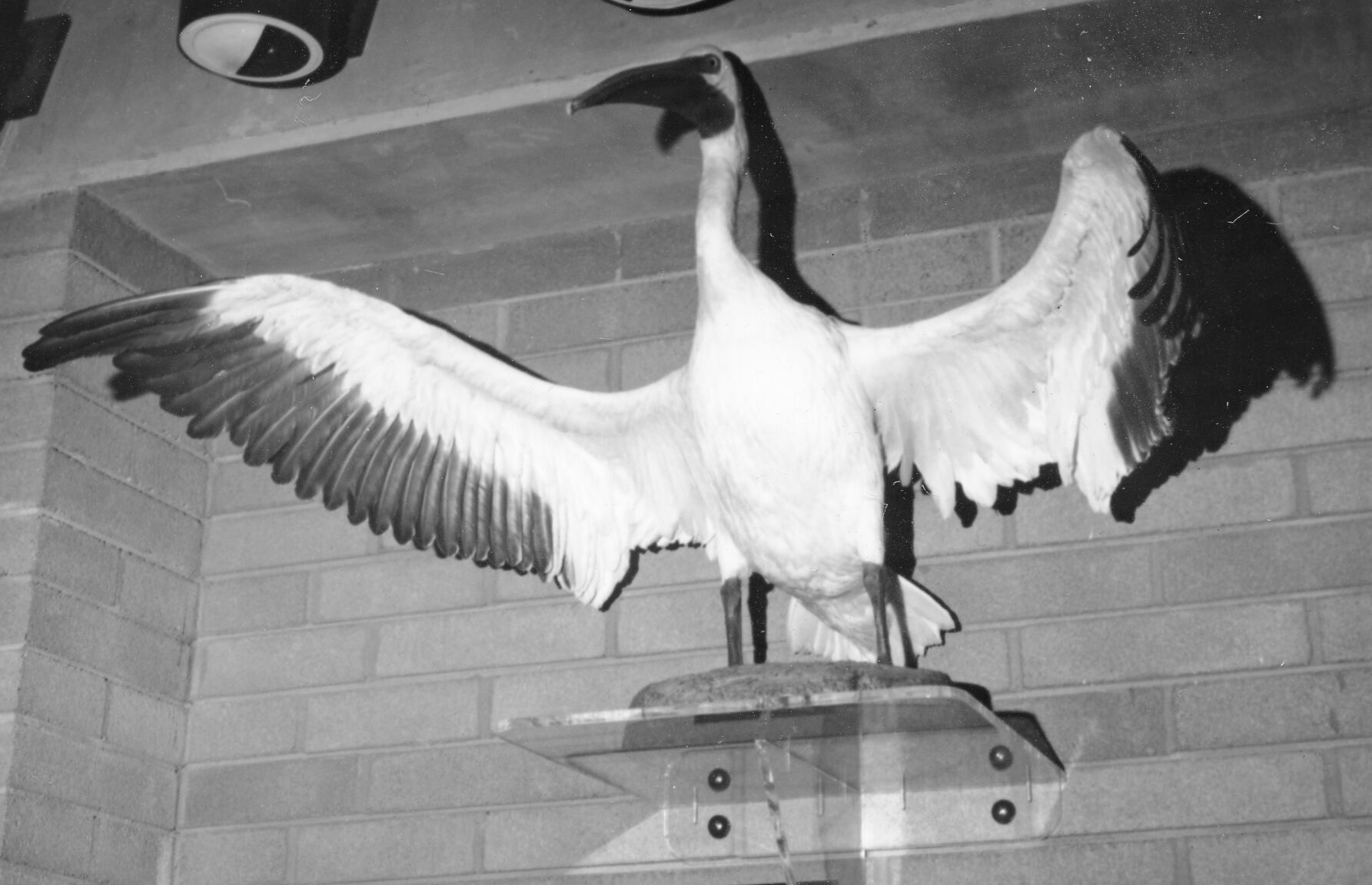 Mounted white pelican