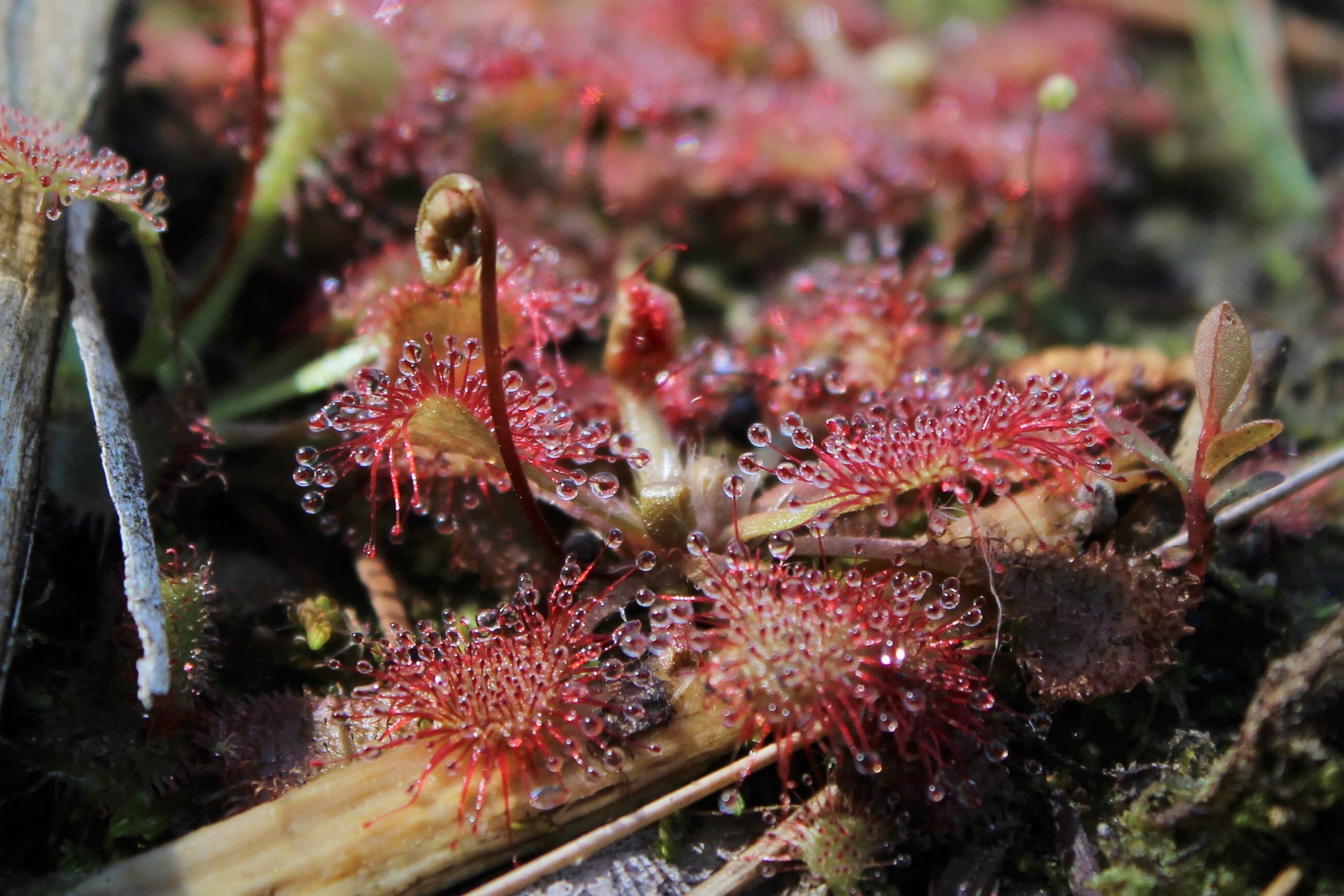 Extreme close-up of a pink sundew plant showing the details in its sticky droplets