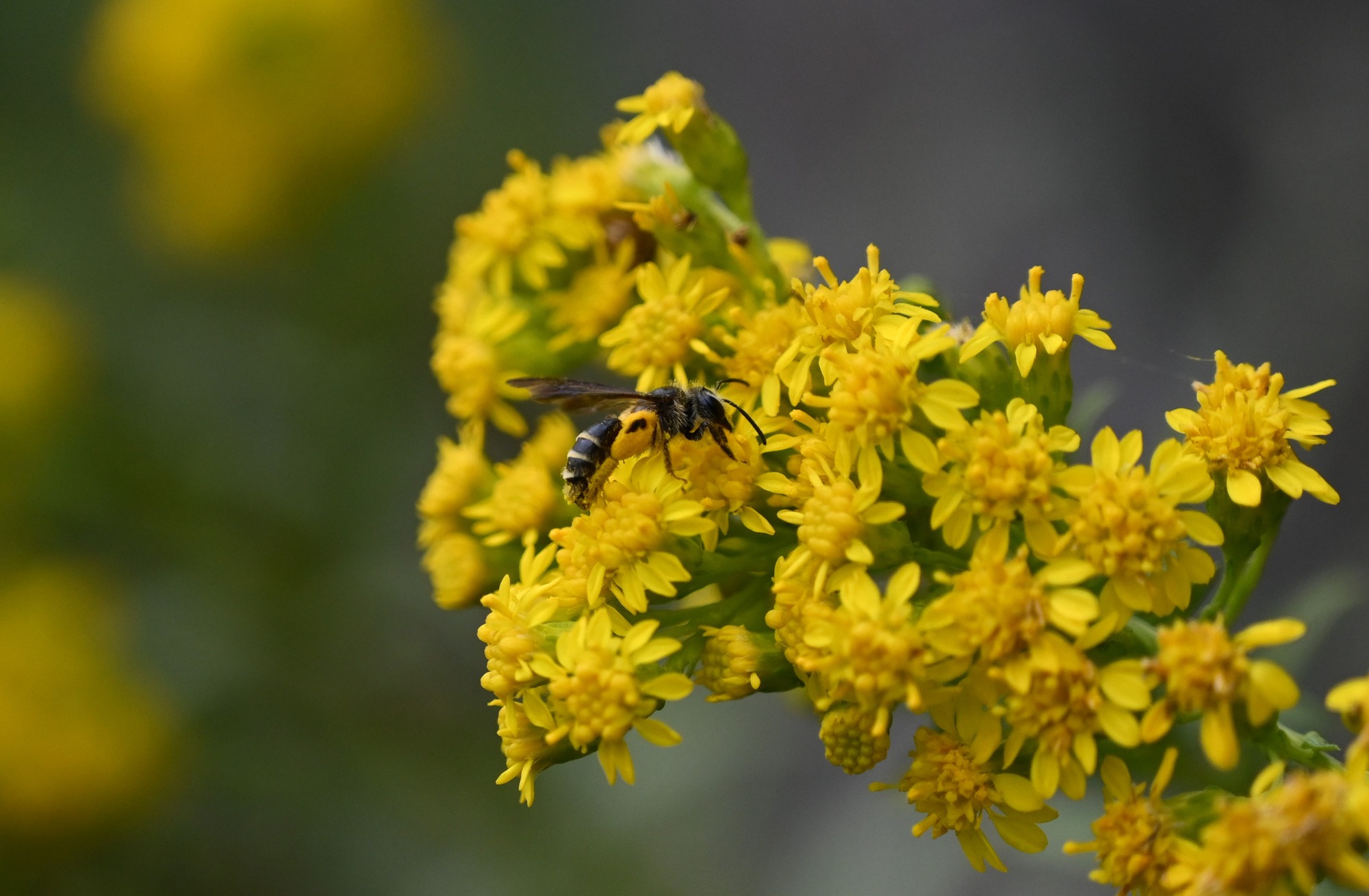 A dark bee with white stripes and a large orange pollen load on her leg foraging on small yellow flowers. 