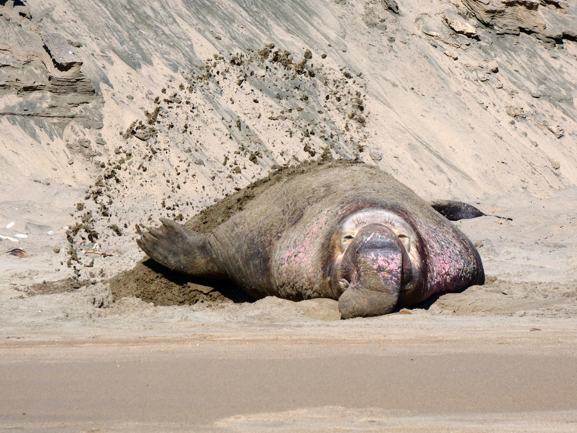 A head on view of a massive bull with an arc of sand flying over his body.