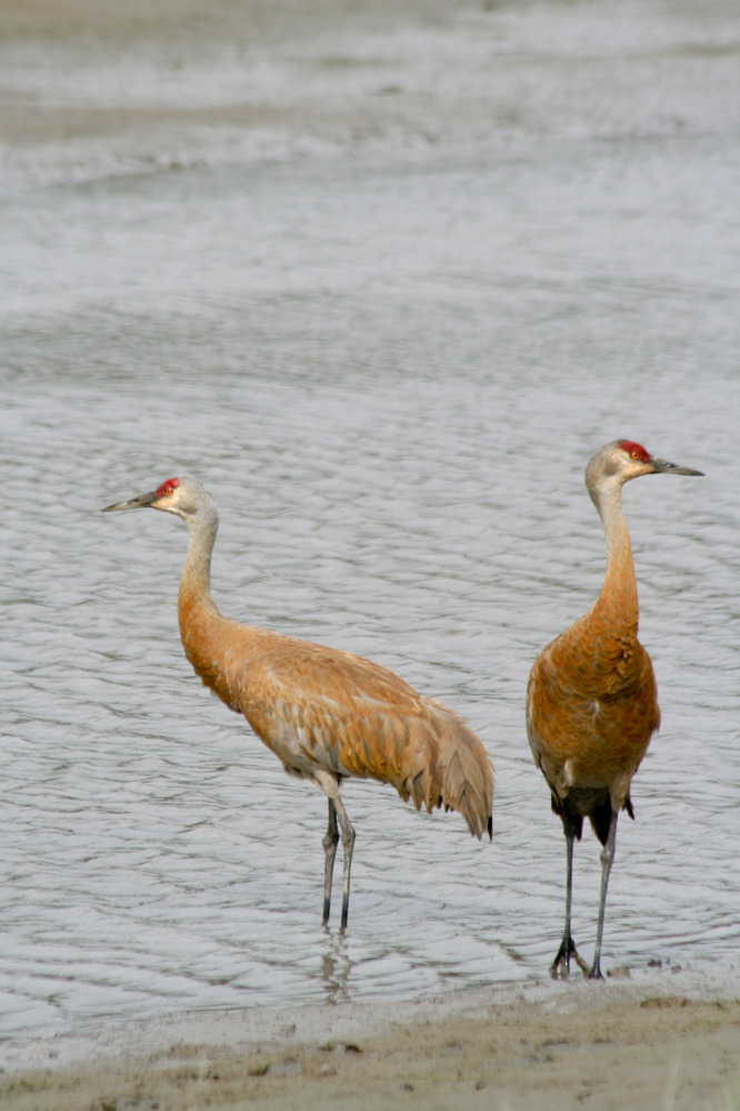 Two sandhill cranes, with the distinctive red patches on their heads, stand along the water's edge on the Lake Clark coast