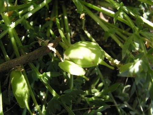 Selenia dissecta. Big Bend National Park, Dog Flat. February 2005