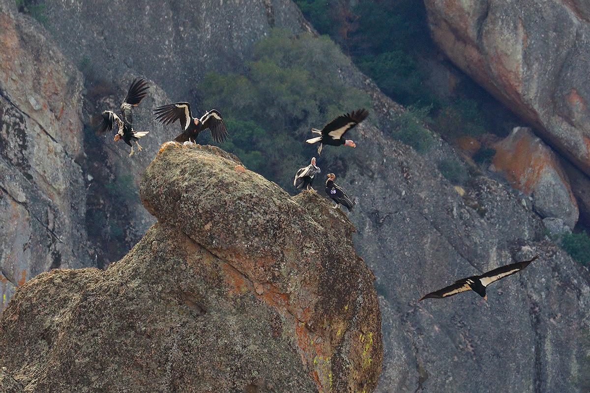 Several condors interacting in Pinnacles.