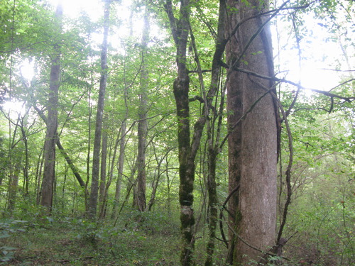 GRSM Accuracy Assessment. Plot Code: GRSM_AA_0437_4