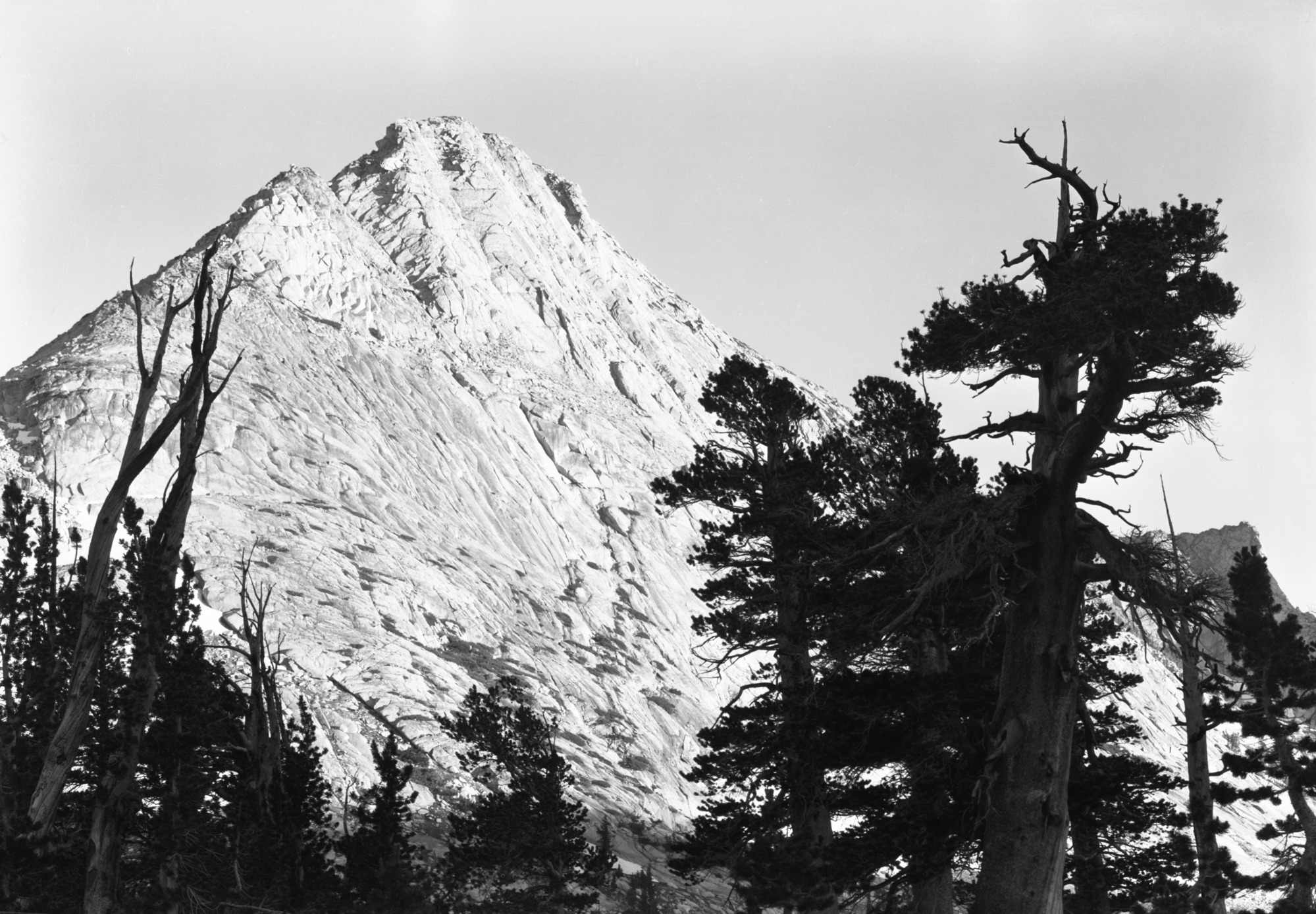 Vogelsang Pk. with trees at sunset