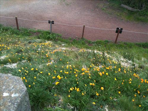Fort Point East Battery Plant Restoration - Spring 2013