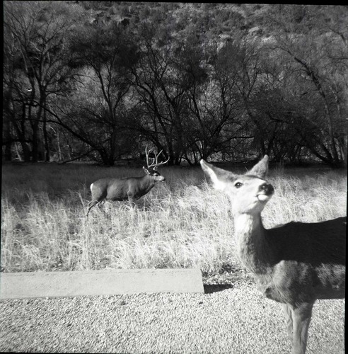 BW Photo of deer.