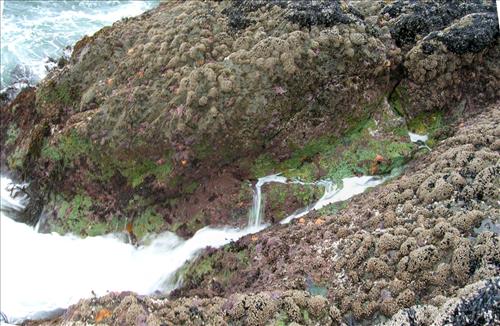 Location of OLYM SAJH OA sites