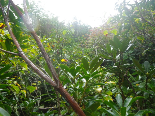 GRSM Accuracy Assessment. Plot Code: GRSM_AA_0428_3