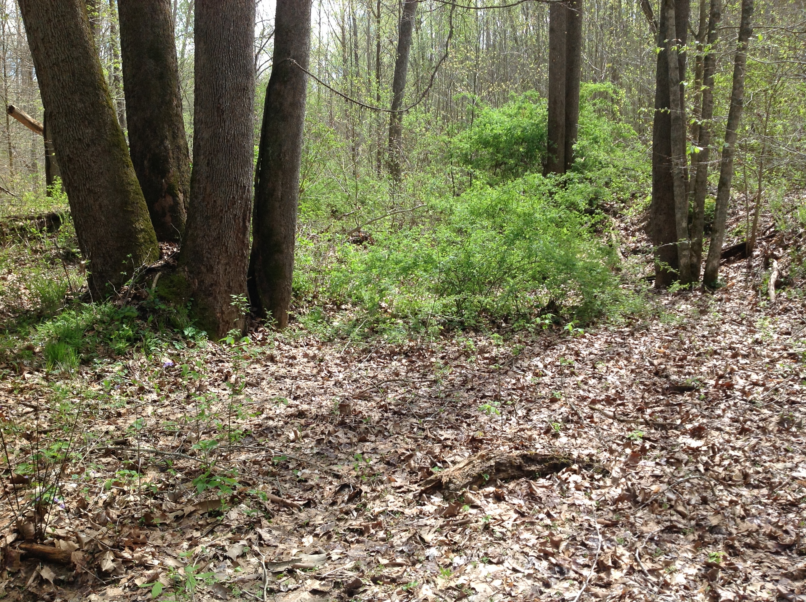 A trail in a wooded area with a lot of trees.