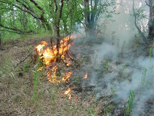 Bay of Island Fire, Naknek Lake, Katmai National Park, July 2001