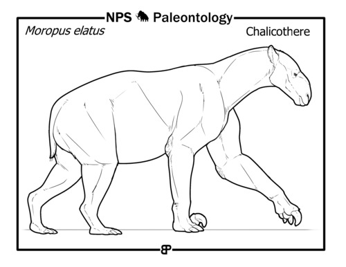 line drawing of a large mammal
