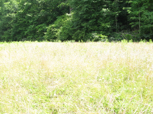 GRSM Accuracy Assessment. Plot Code: GRSM_AA_0774_3