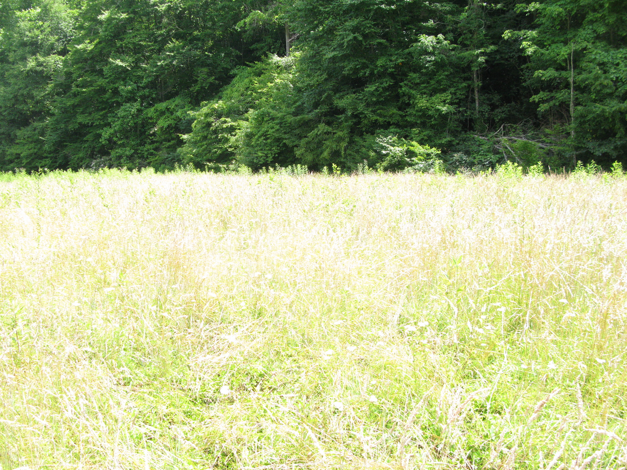 GRSM Accuracy Assessment. Plot Code: GRSM_AA_0774_3