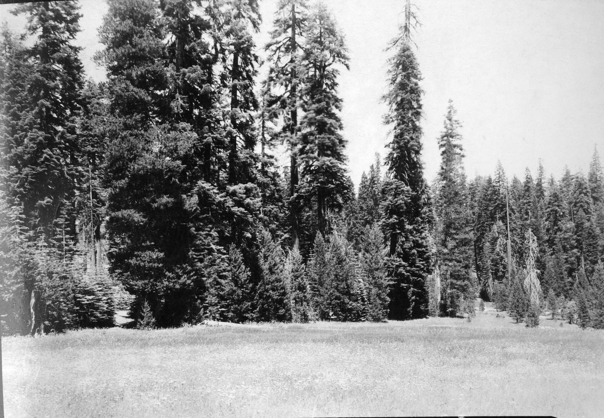 Meadow near Gin Flat.