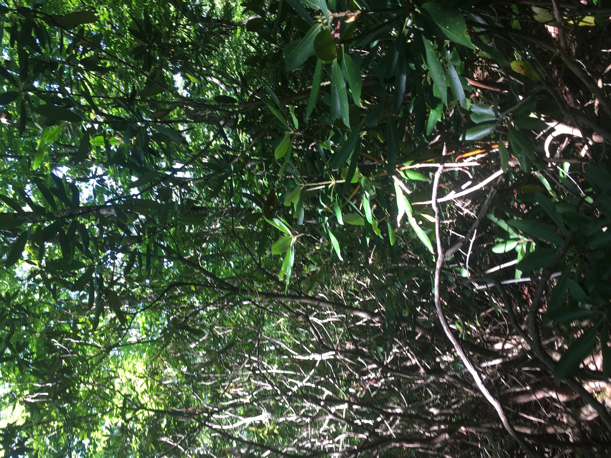 GRSM Accuracy Assessment. Plot Code: GRSM_AA_0879_5